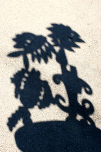 fish shadow upwardly mobile